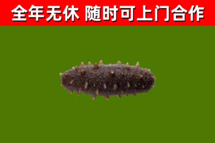 邵武烟酒回收干海参.jpg